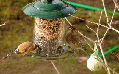 Winterzeit – alles leblos? Keineswegs! Winterfütterung von Wildvögeln