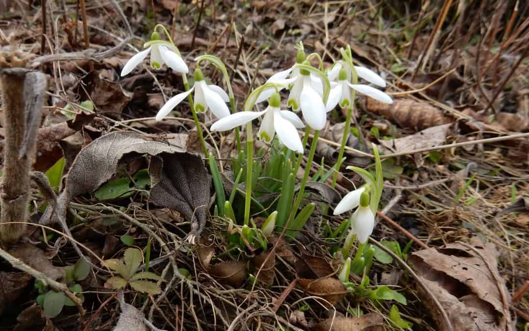 Pflanzen zurückschneiden, aber mit Vorsicht! – Pflege im wilden Nützlingsgarten