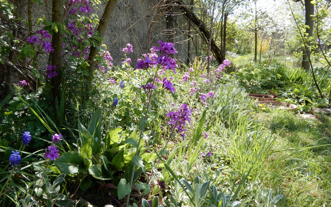 Blüten und ihre Besucher im wilden Nützlingsgarten – es summt, brummt und blüht am Osterwochenende