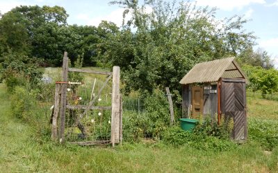 WILD SEIN – Nutzpflanzen für den wilden Garten