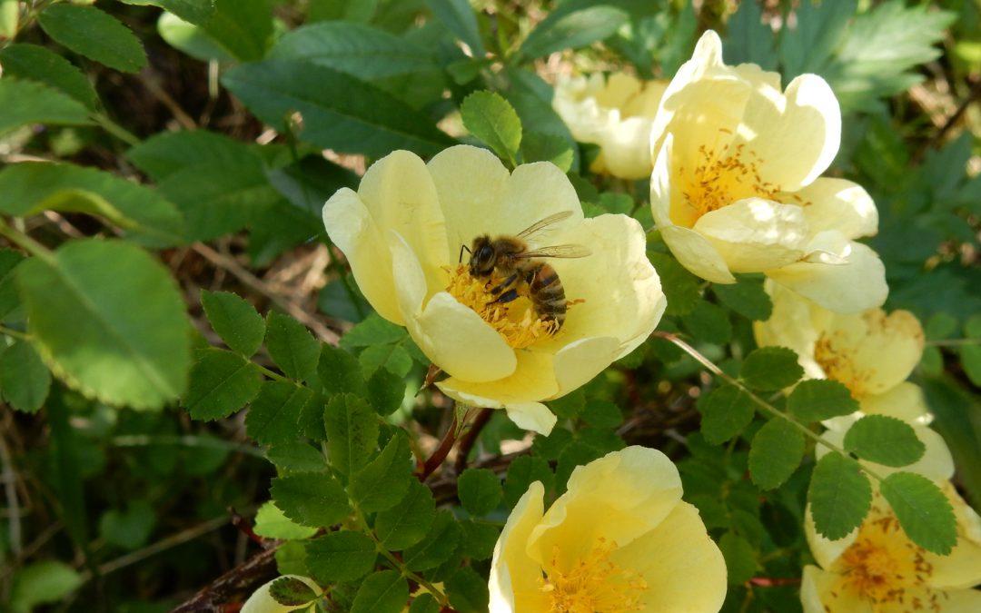 Die Welt der Honigbienen und Bienenmenschen