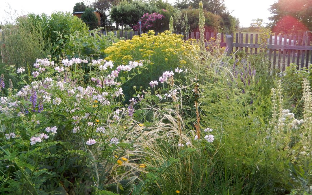 Attraktive Blumenbeete für Bienen, Schmetterlinge & Co. – Wo die wilden Nützlinge wohnen