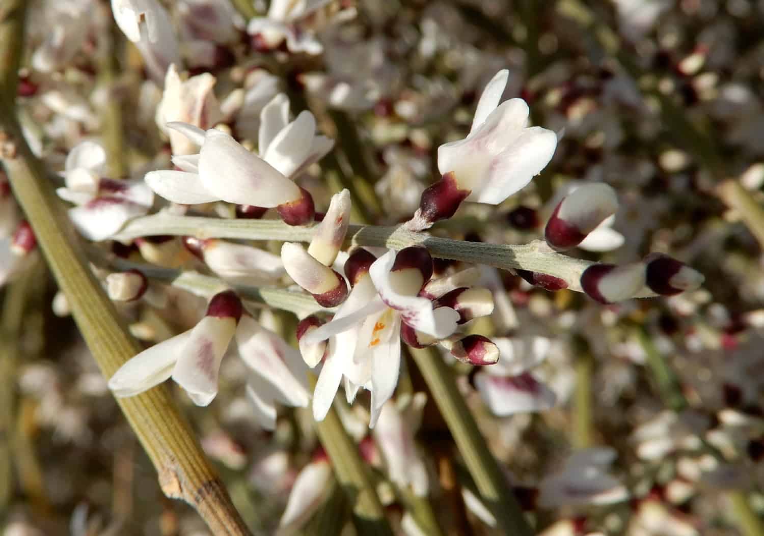 Ginsterblüte