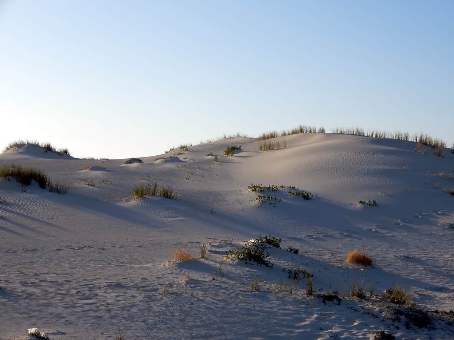 Pioniergräser Sanddünenvegetation
