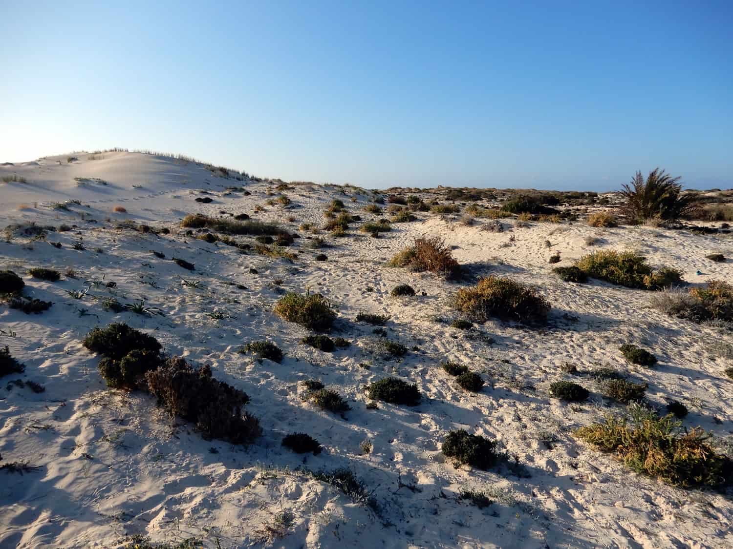 Sandvegetation Halbsträucher