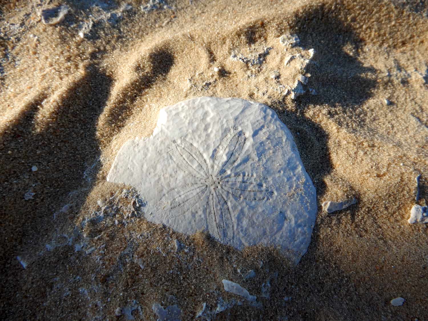 Seesternfossil in der Wüste