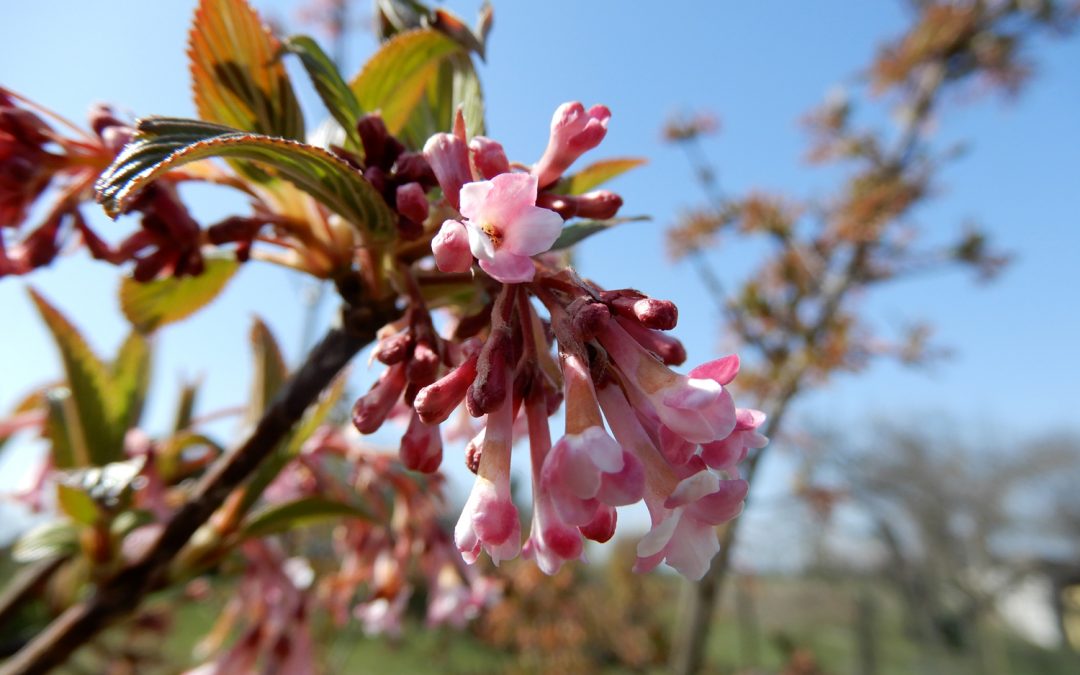 Bunte Vielfalt – Vorfrühlingsblüher im Garten