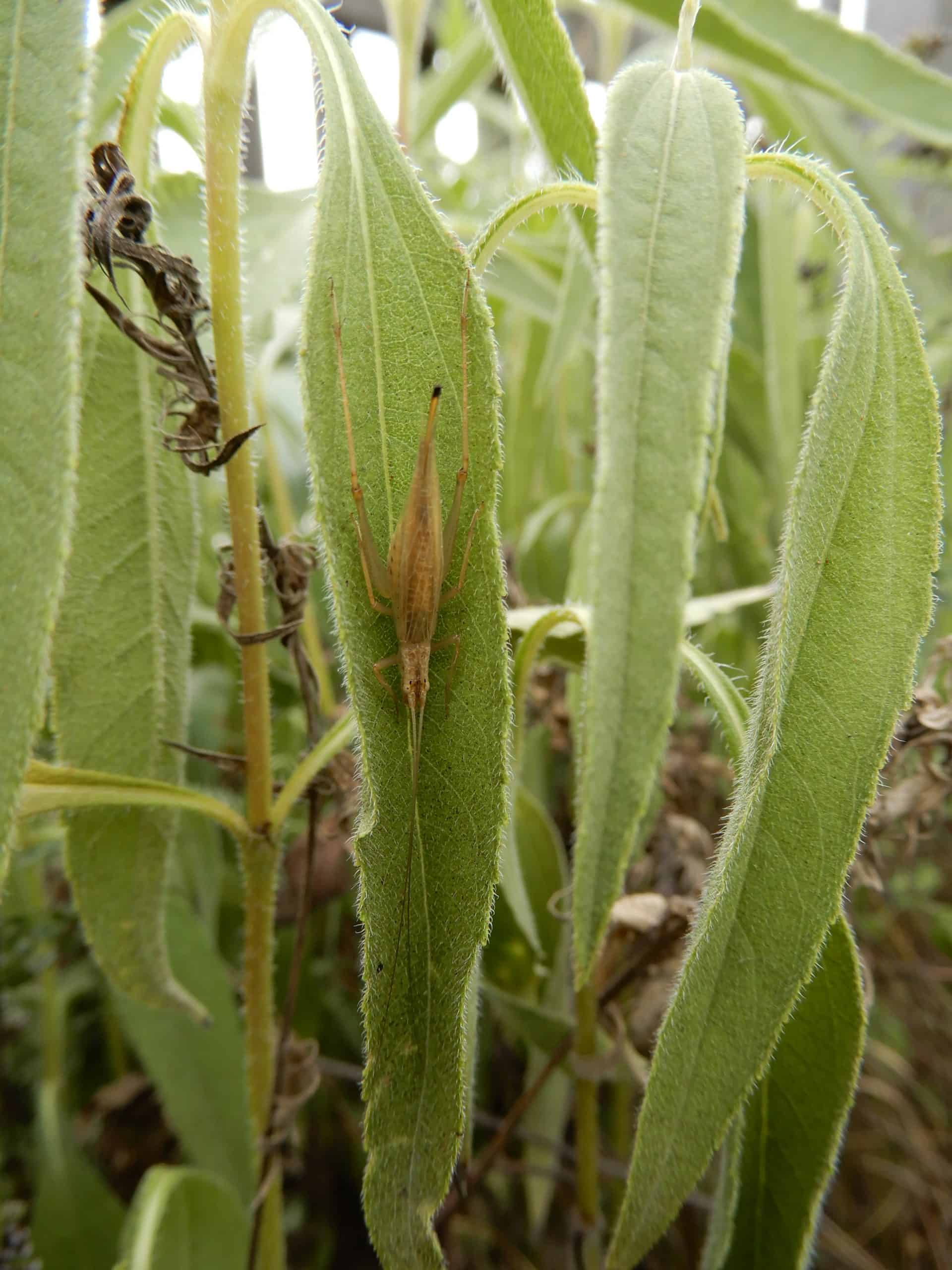 Weinhähnchen Weibchen auf Helianthusblatt