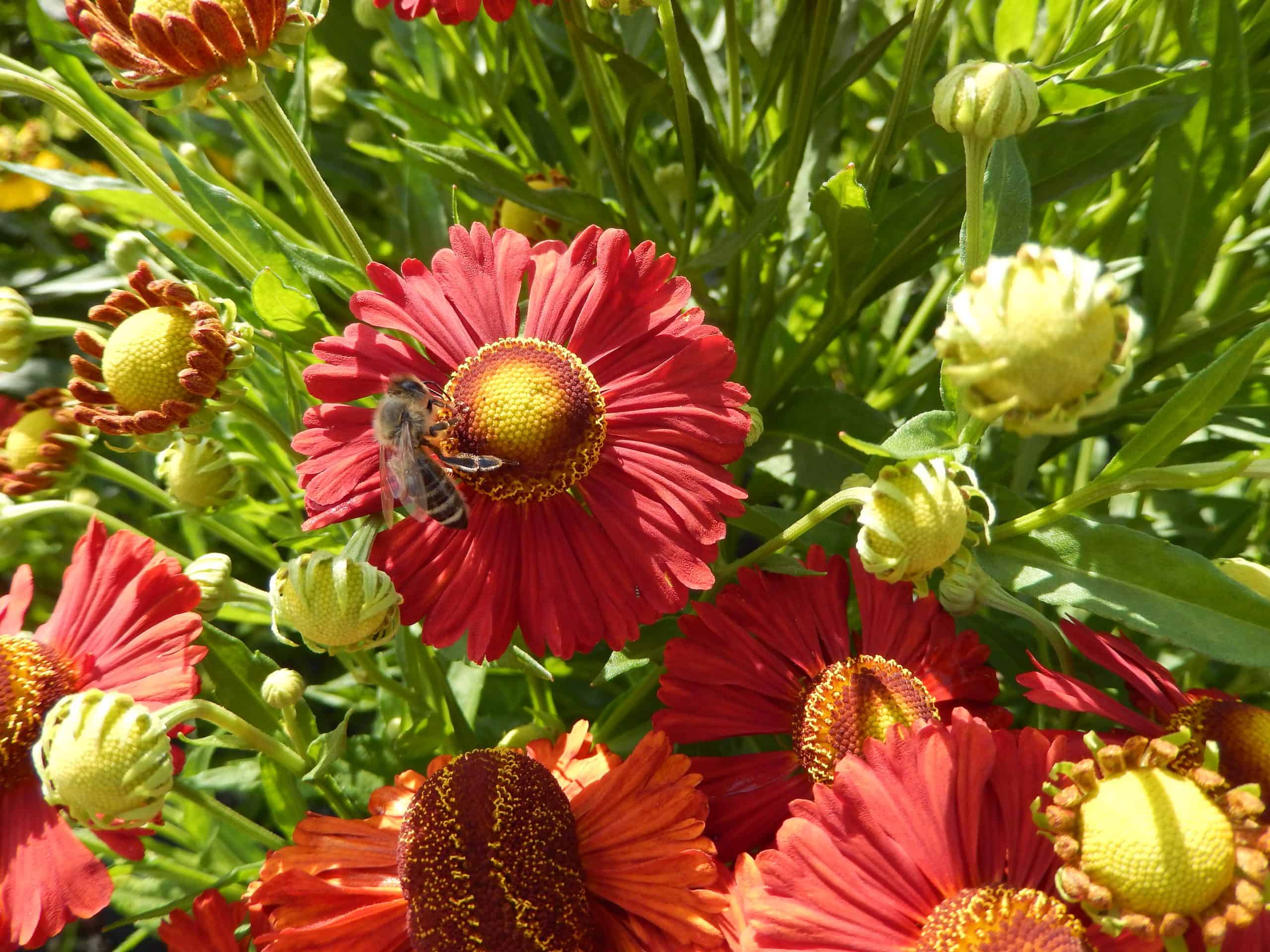 05_Apis mellifera auf Helenium Hybride