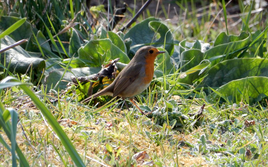 Rotkehlchen – hübscher und nützlicher Gartengast