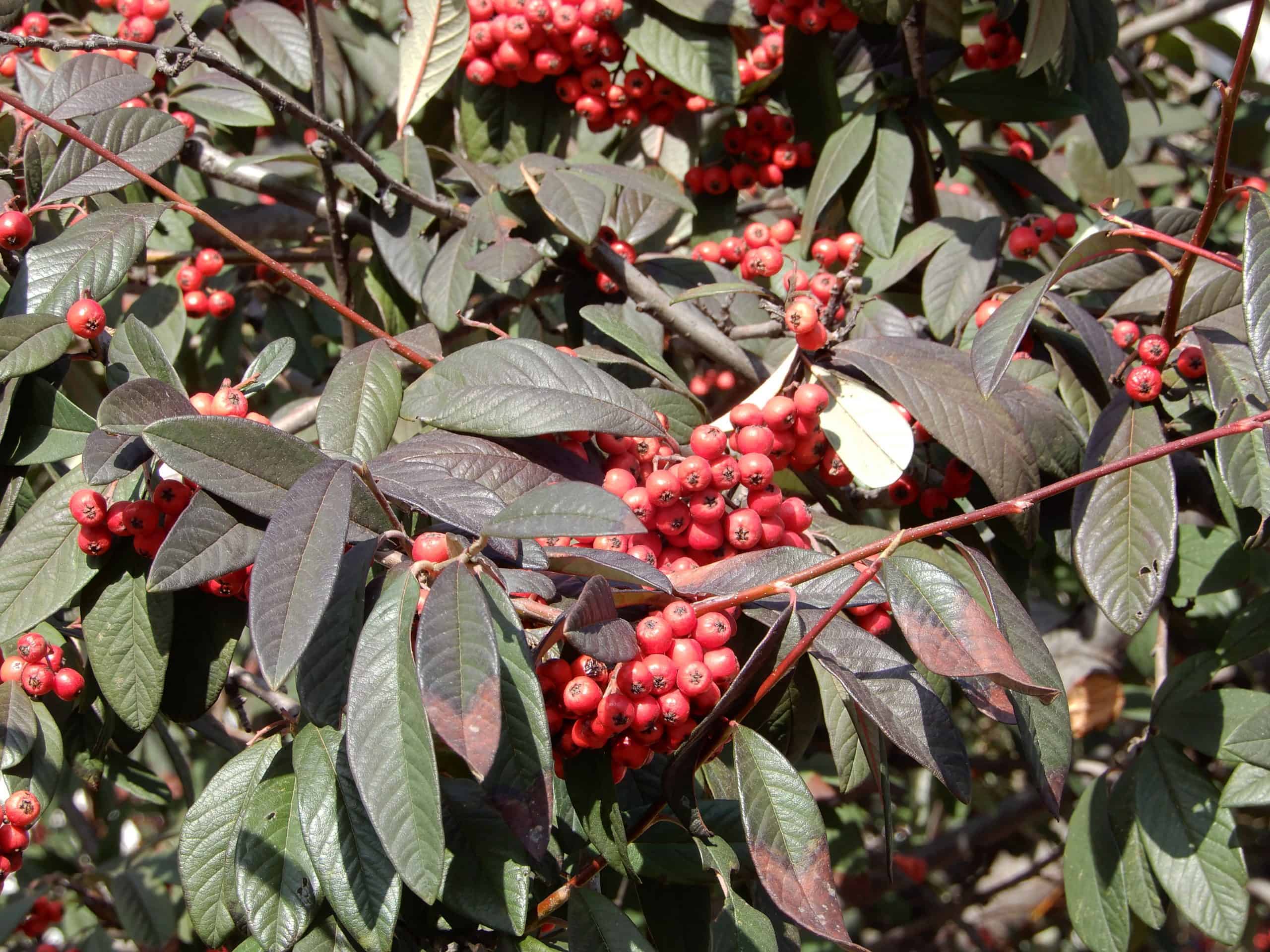 Cotoneaster salicifolius Früchte