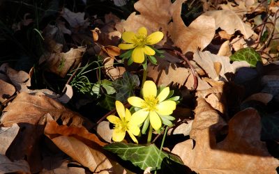 Winter ade – Vorfrühling willkommen!