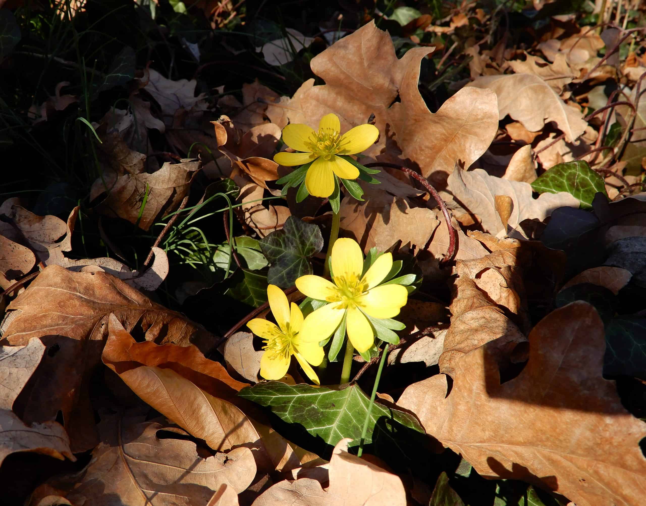 Eranthis hyemalis mit Laub