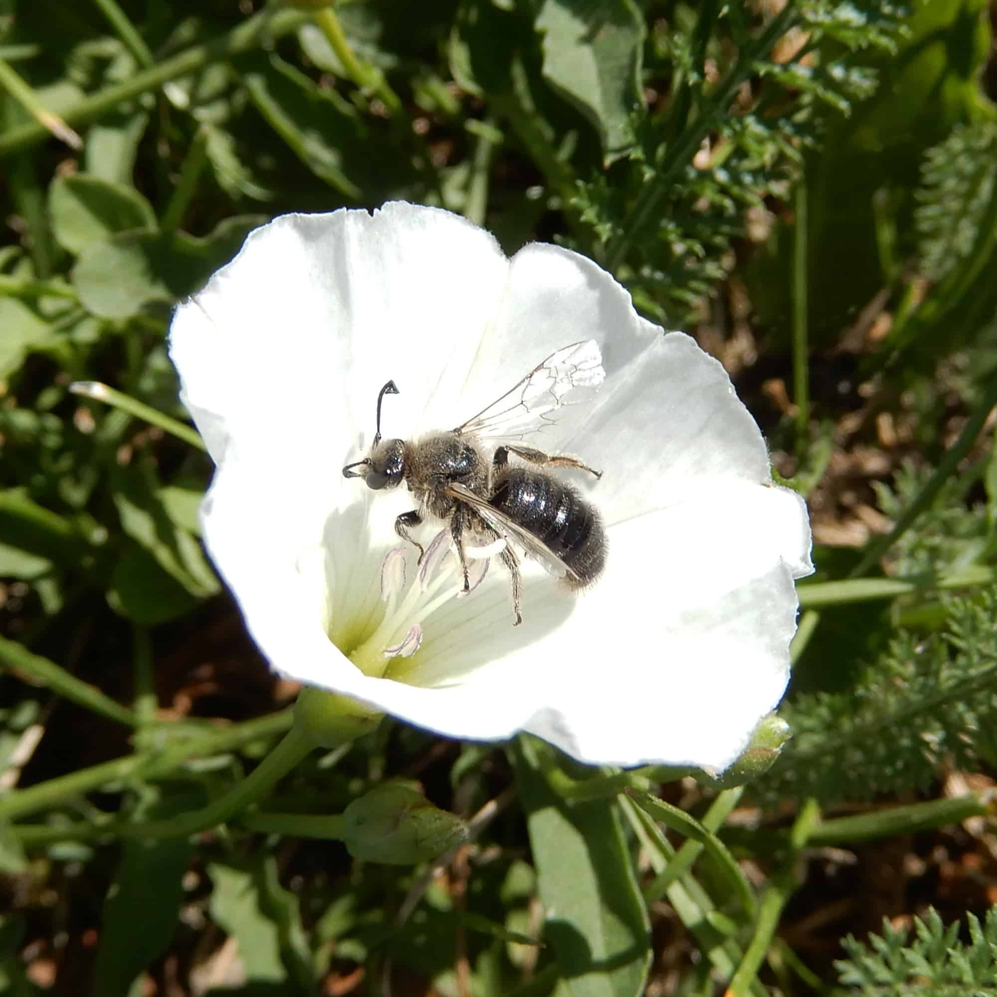Systropha Männchen von der Seite