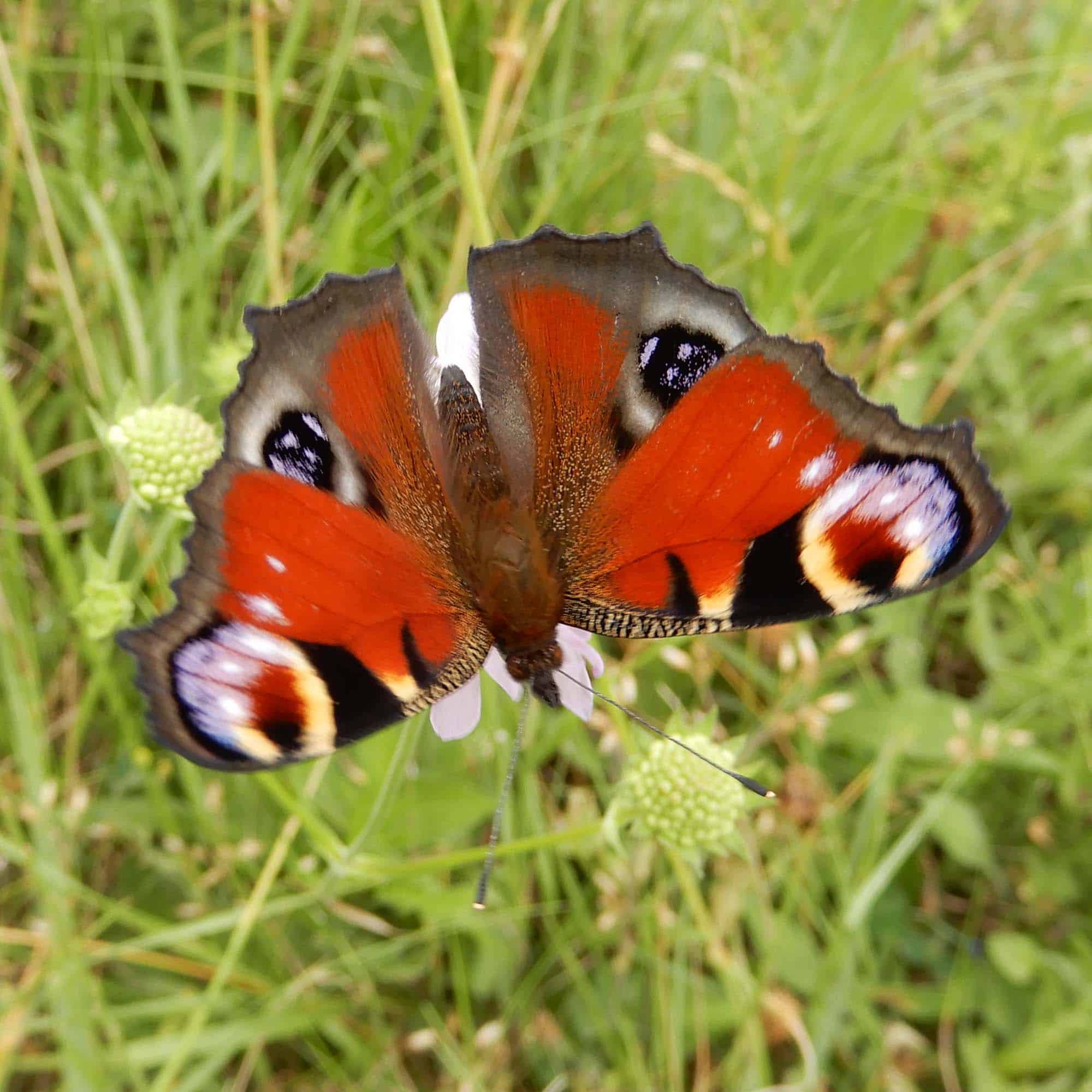 Aglais io