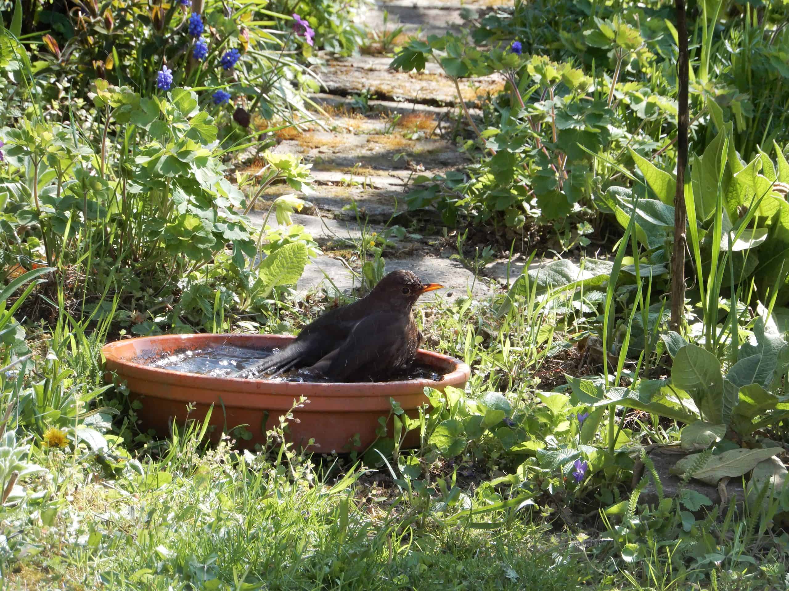 Amsel badend_2021