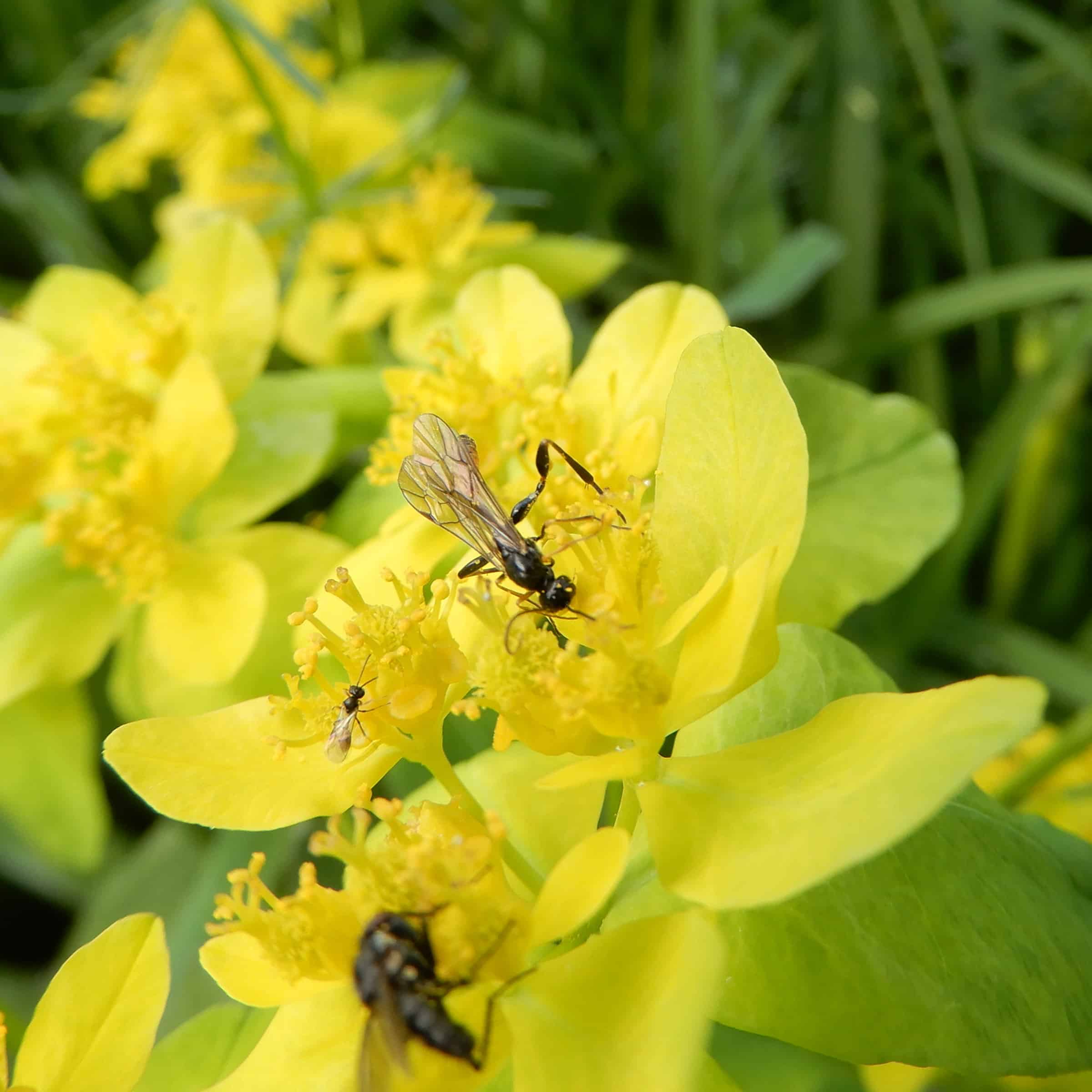 Diptera_Euphorbia polychroma_2021
