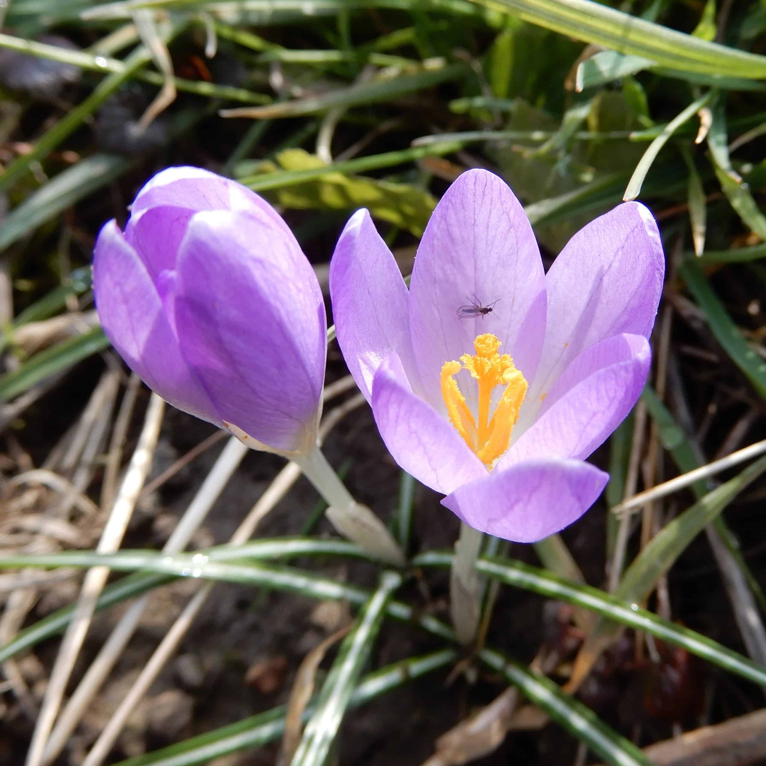 Elefen-Krokus