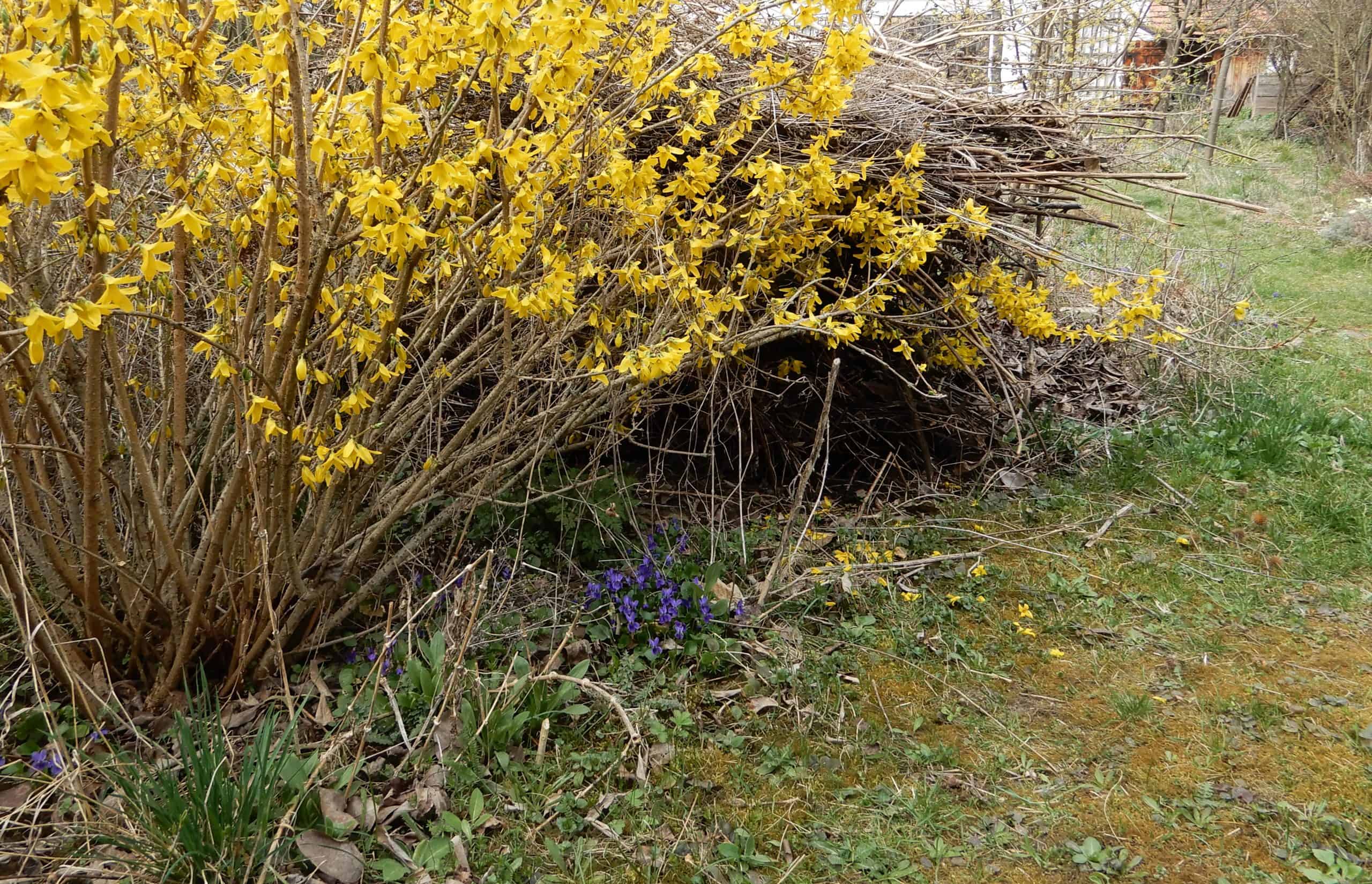 Forsythie_Viola_2021
