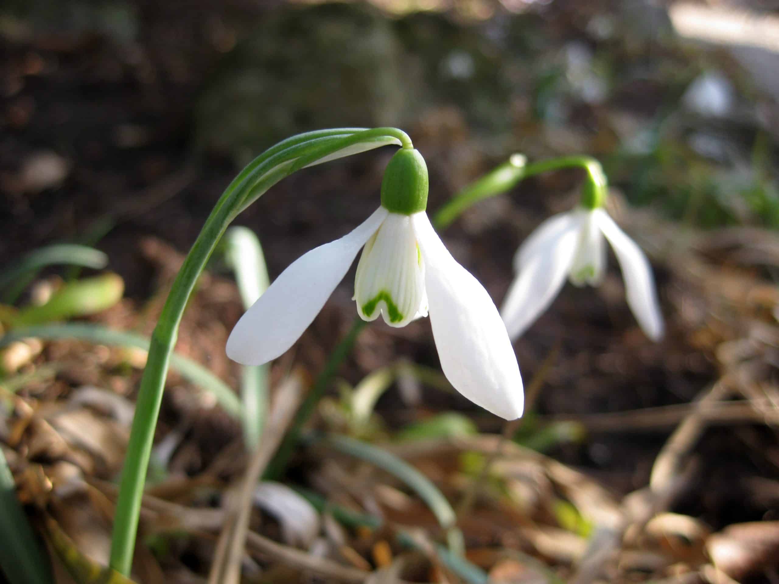 Galanthus nivalis