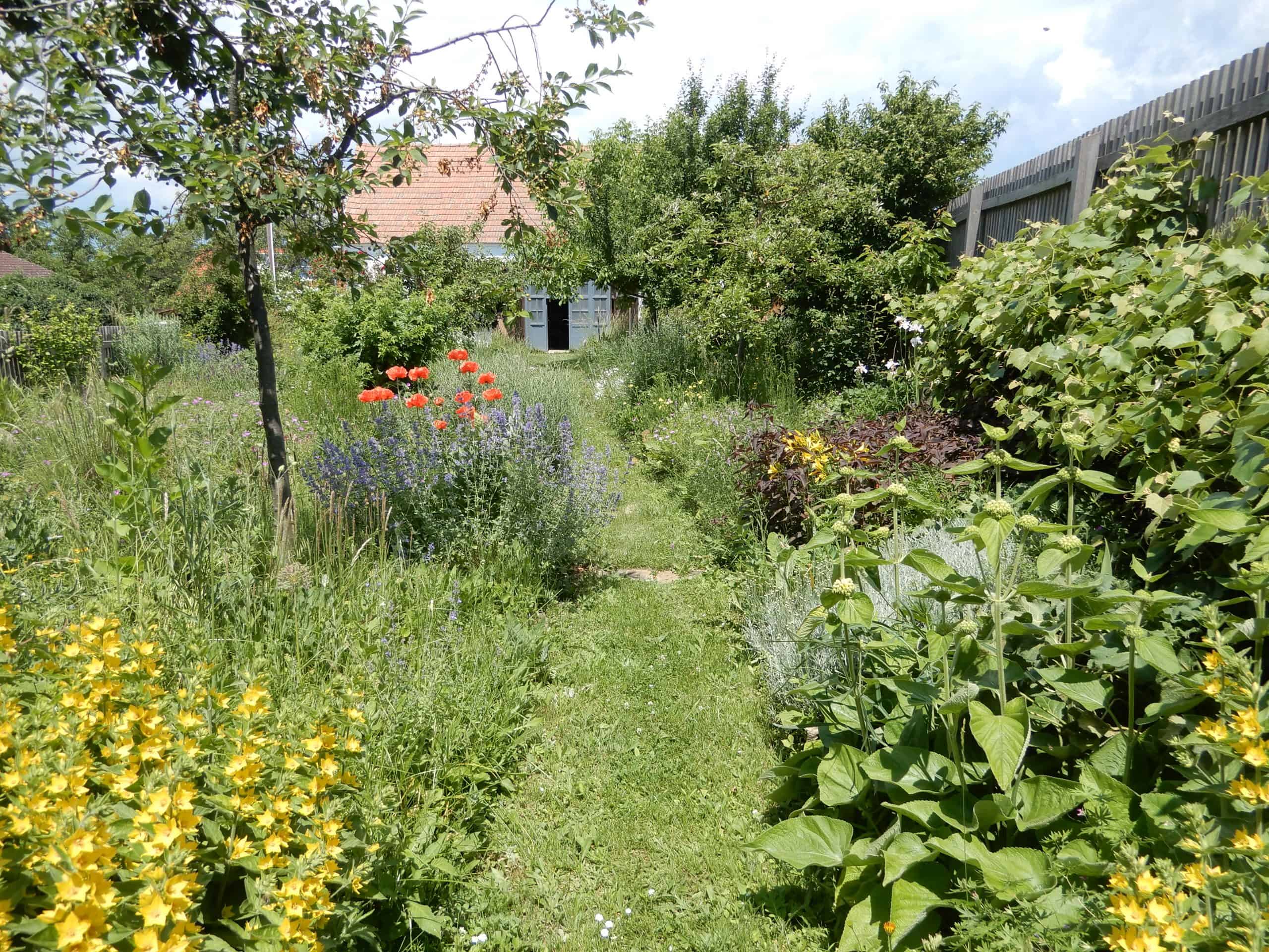 Garten Juni 2021