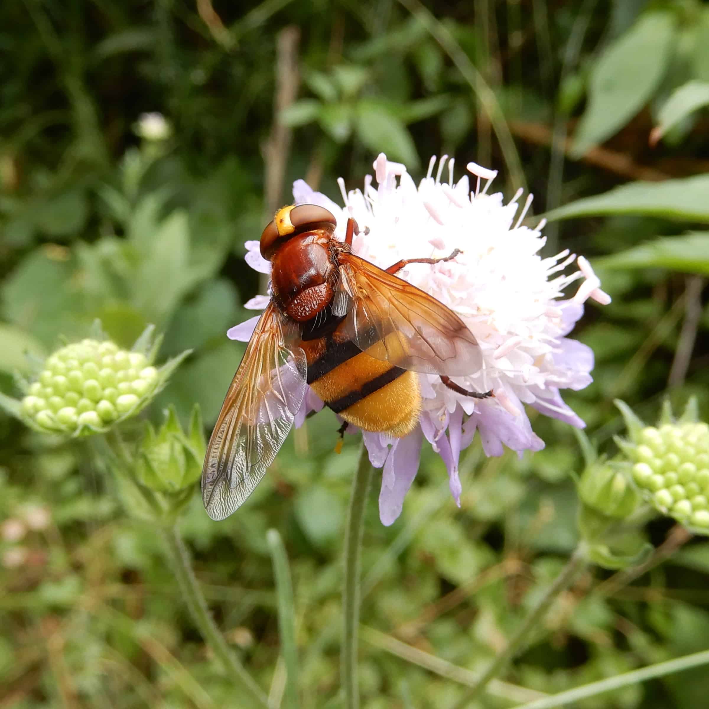 Hornissenschwebfliege Juli 2021