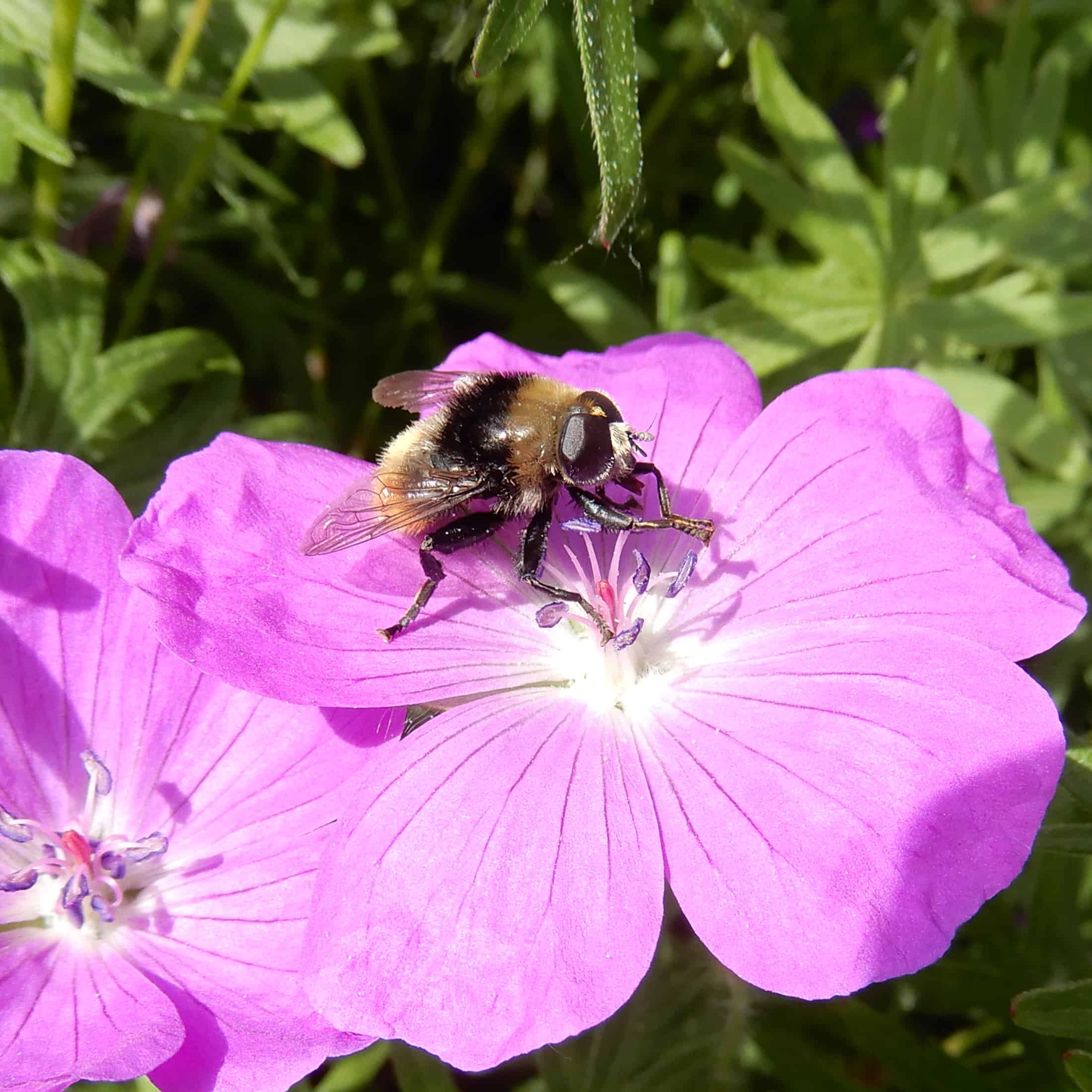 Narzissenschwebfliege_2021