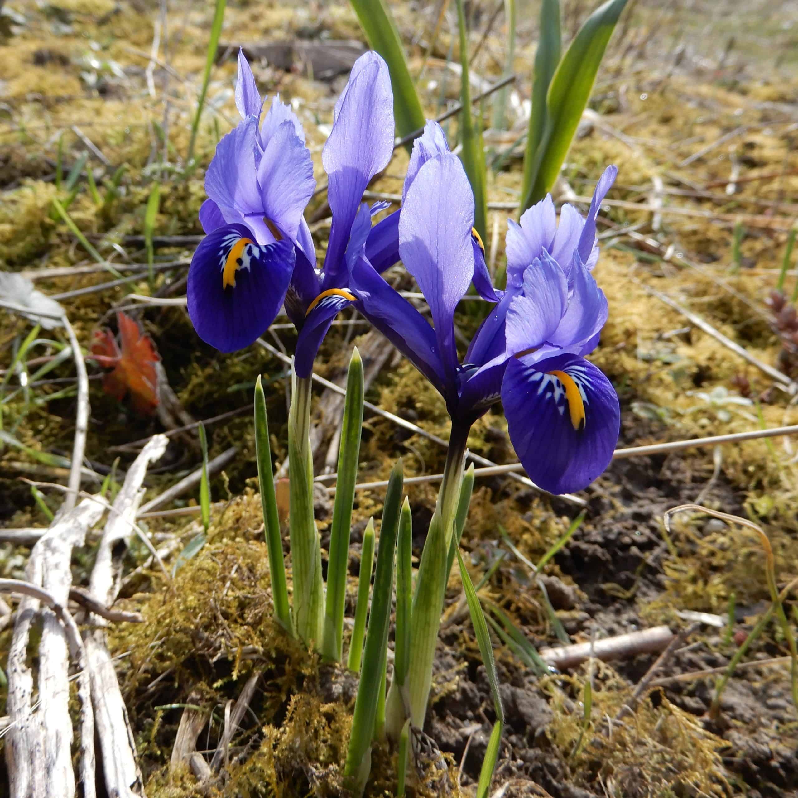 Netz-Iris