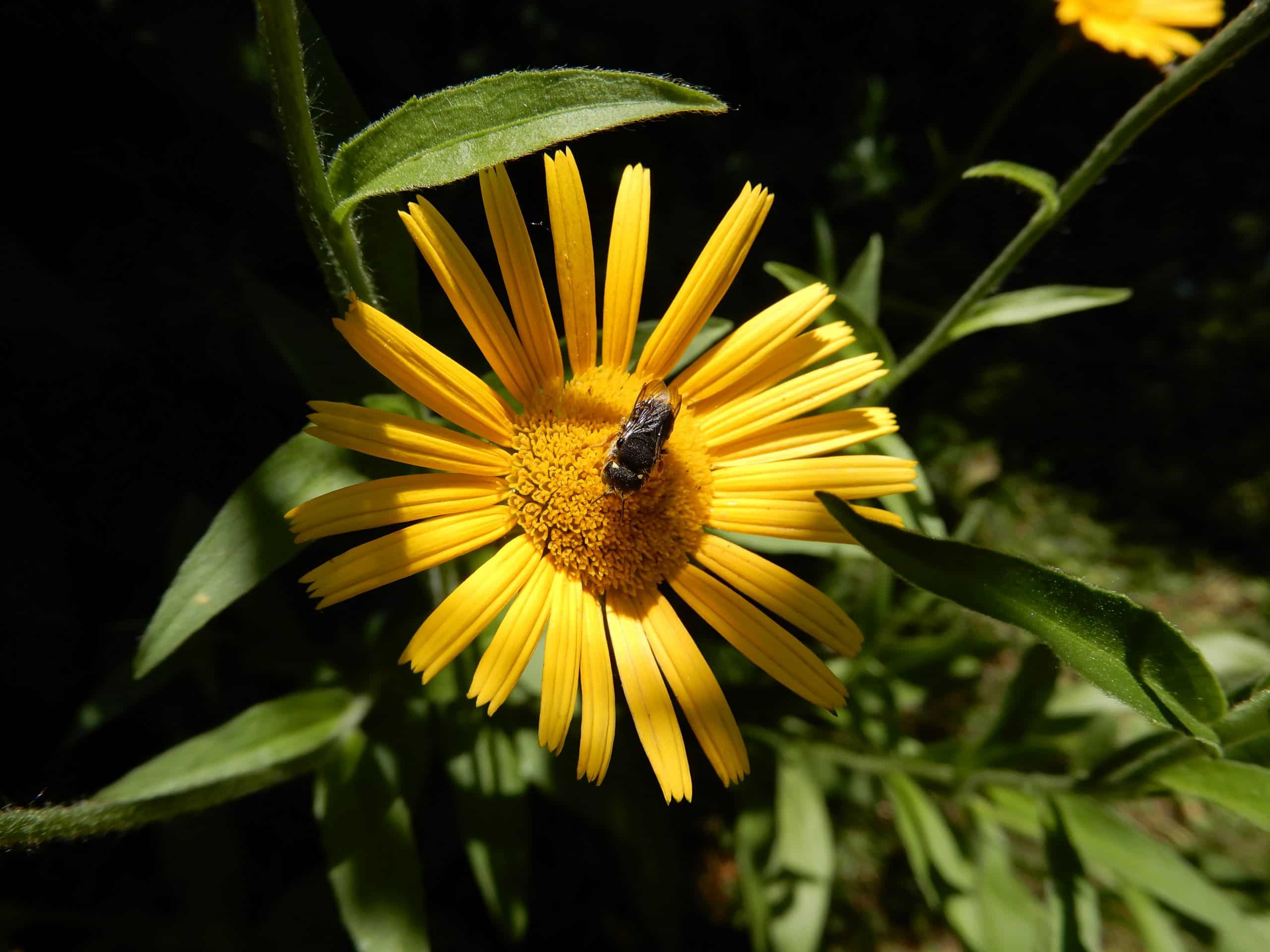 Wildbiene_Bupthalmum