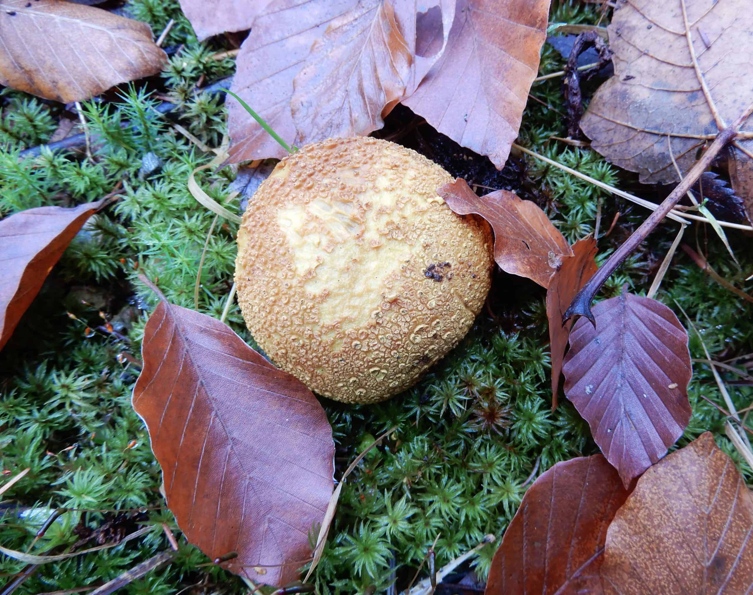 Bovist im Moos