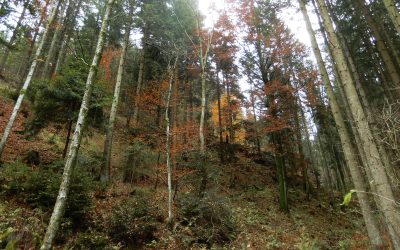 Spätherbst im Wald erleben