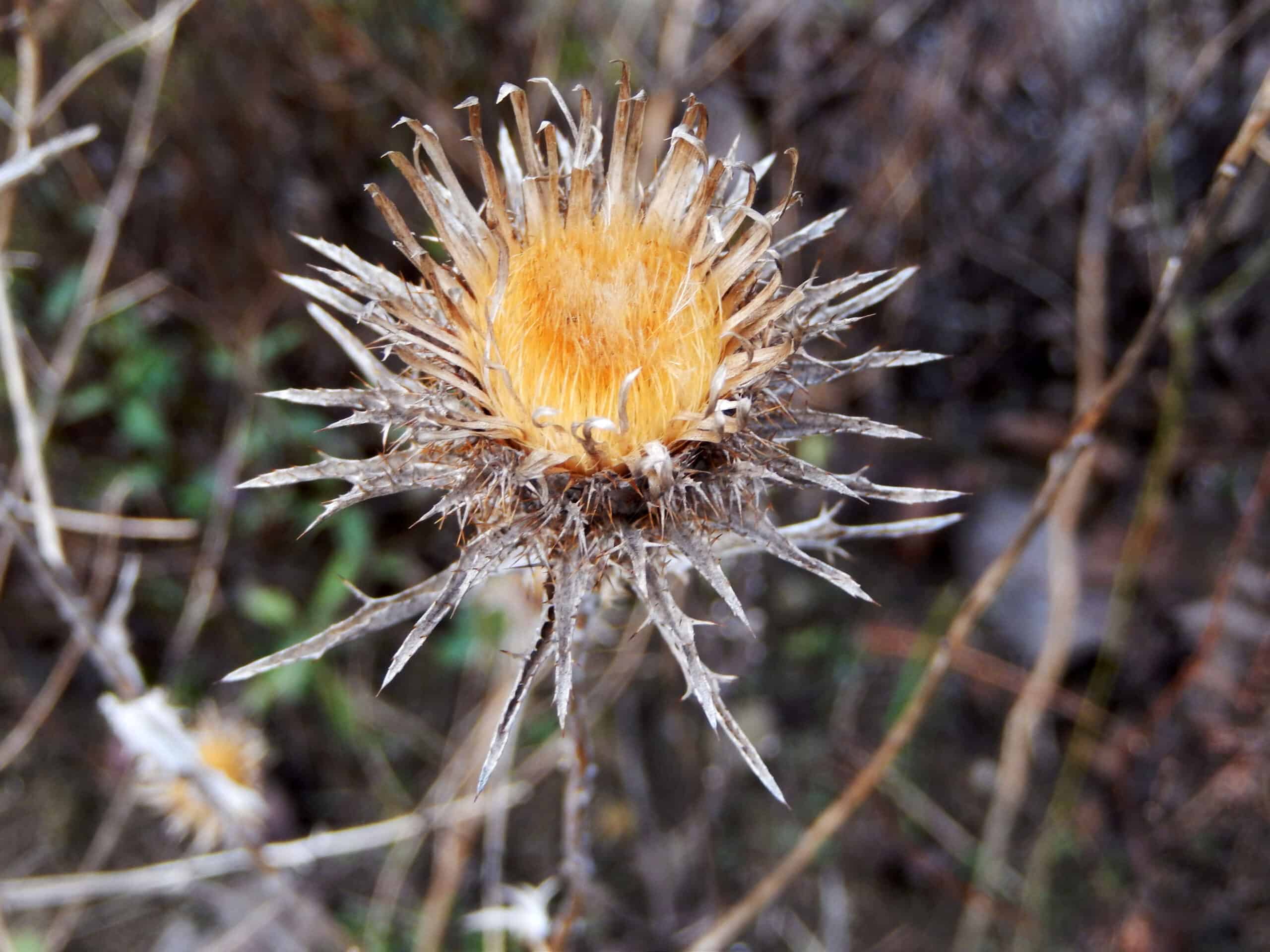 Carlina vulgaris Fruchtstand