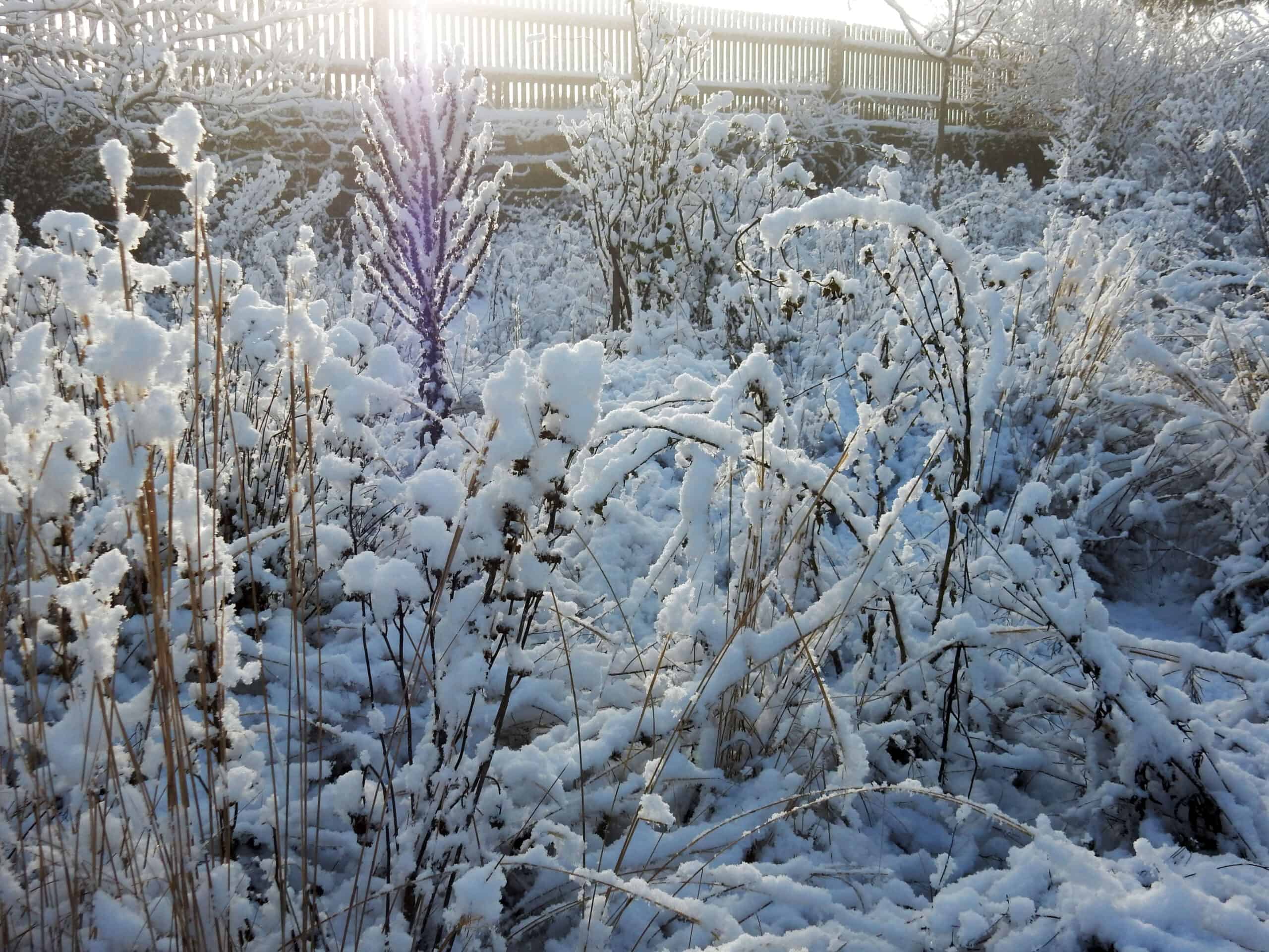 Steppengarten im Schnee Detail