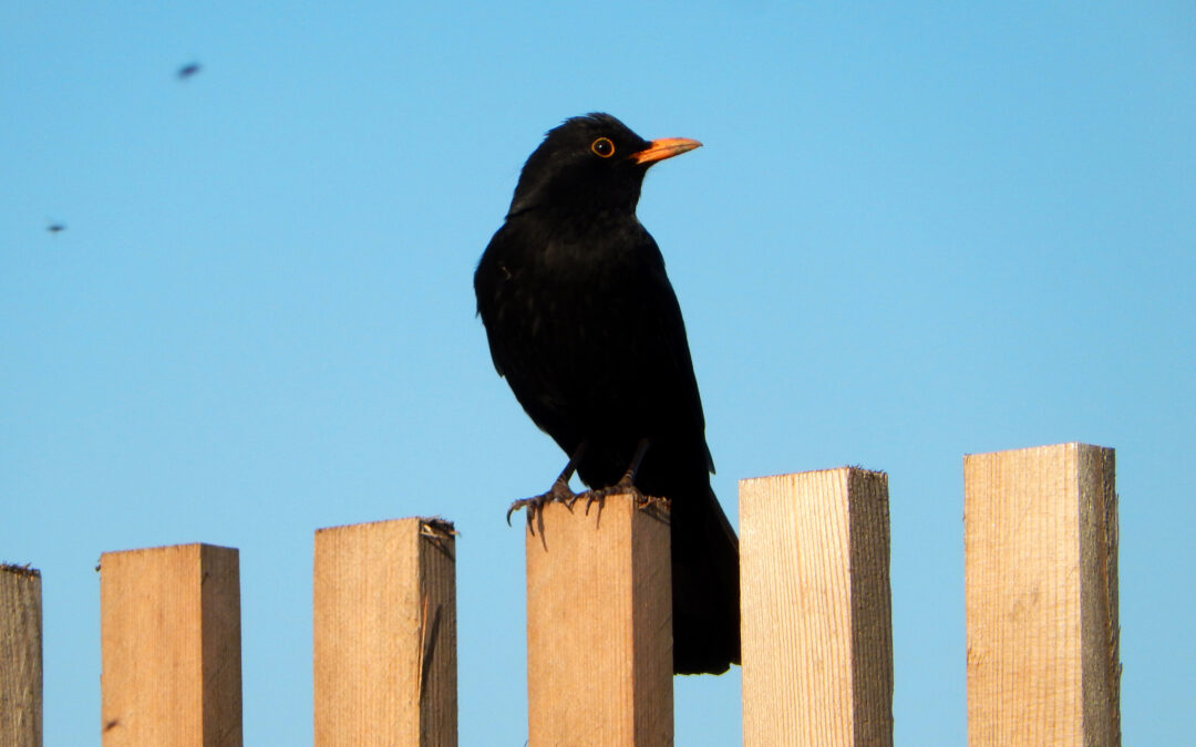 Die Amsel singt – der Vorfrühling ist da