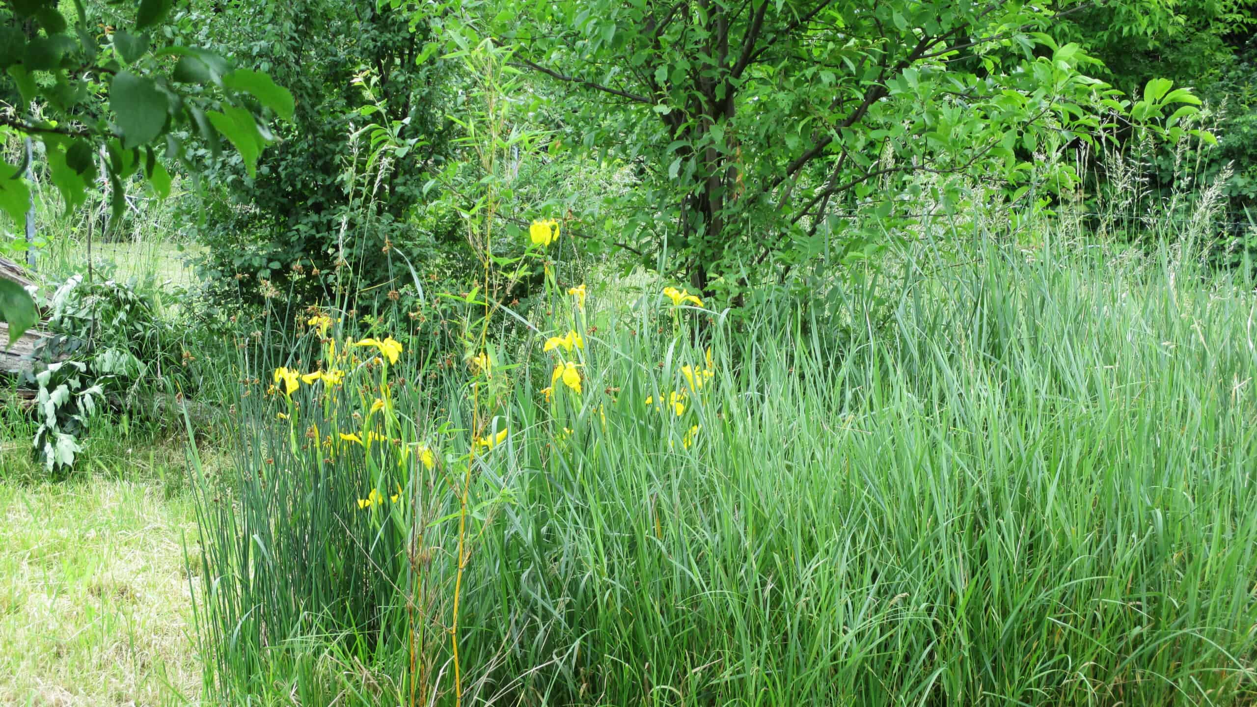 beim teich