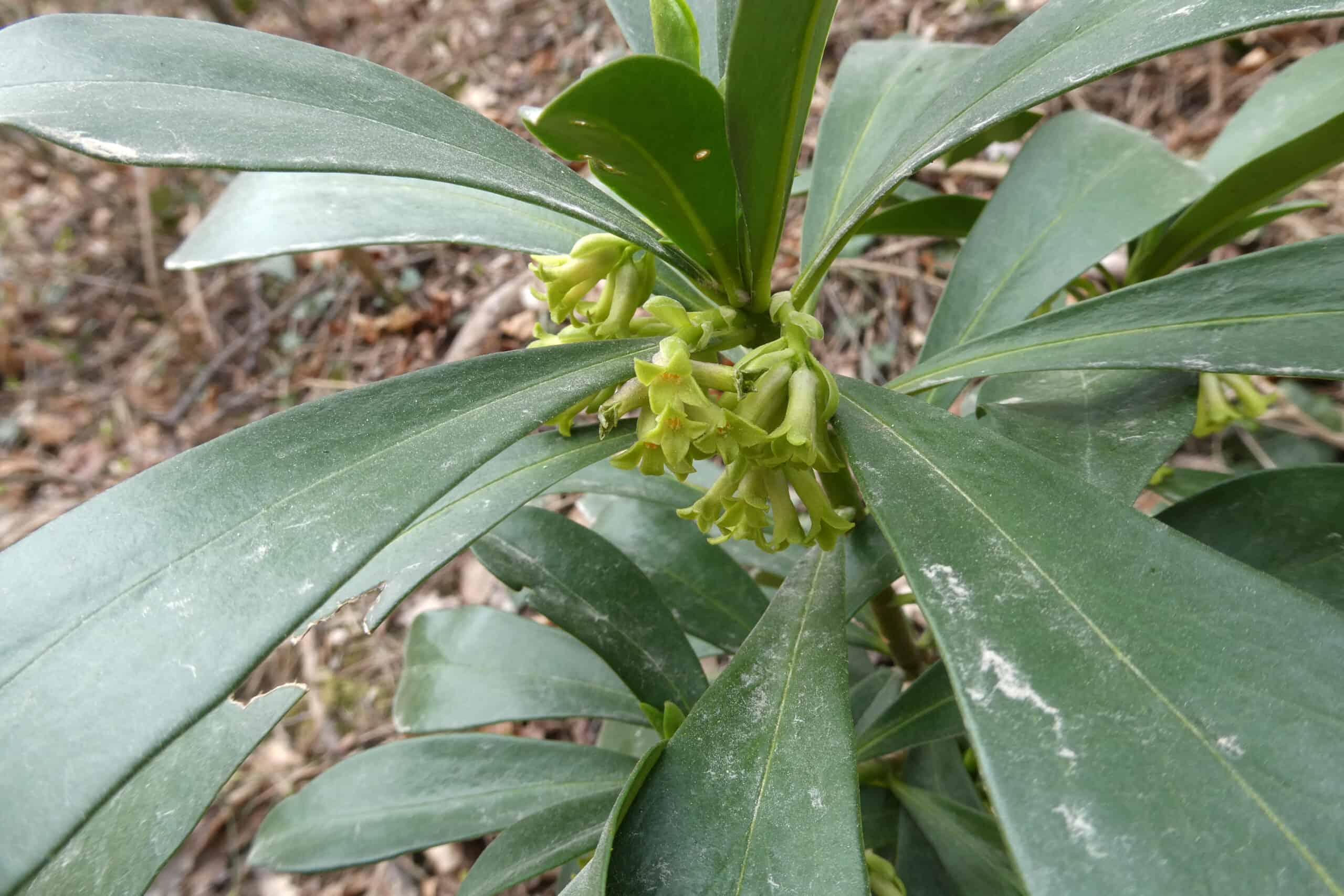 Daphne laureola