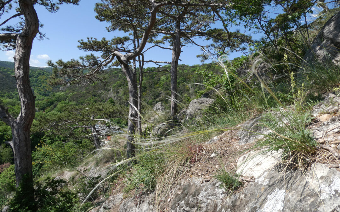 Felsensteppe und Saumgesellschaften im Naturpark Föhrenberge