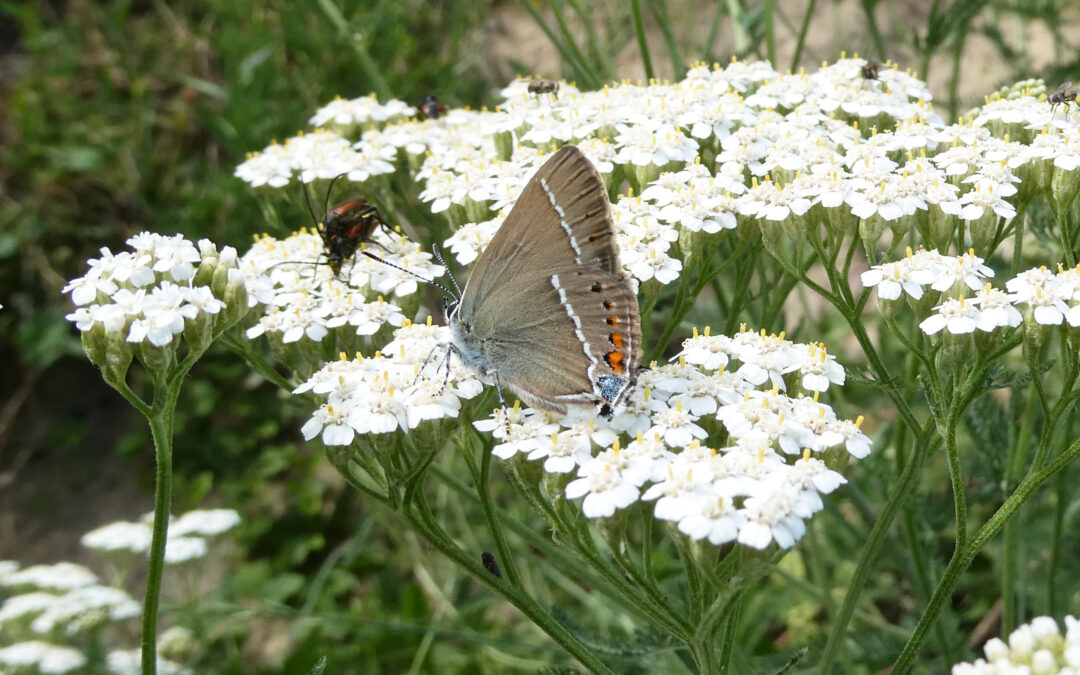 Blütenbesucher im sommerlichen Garten