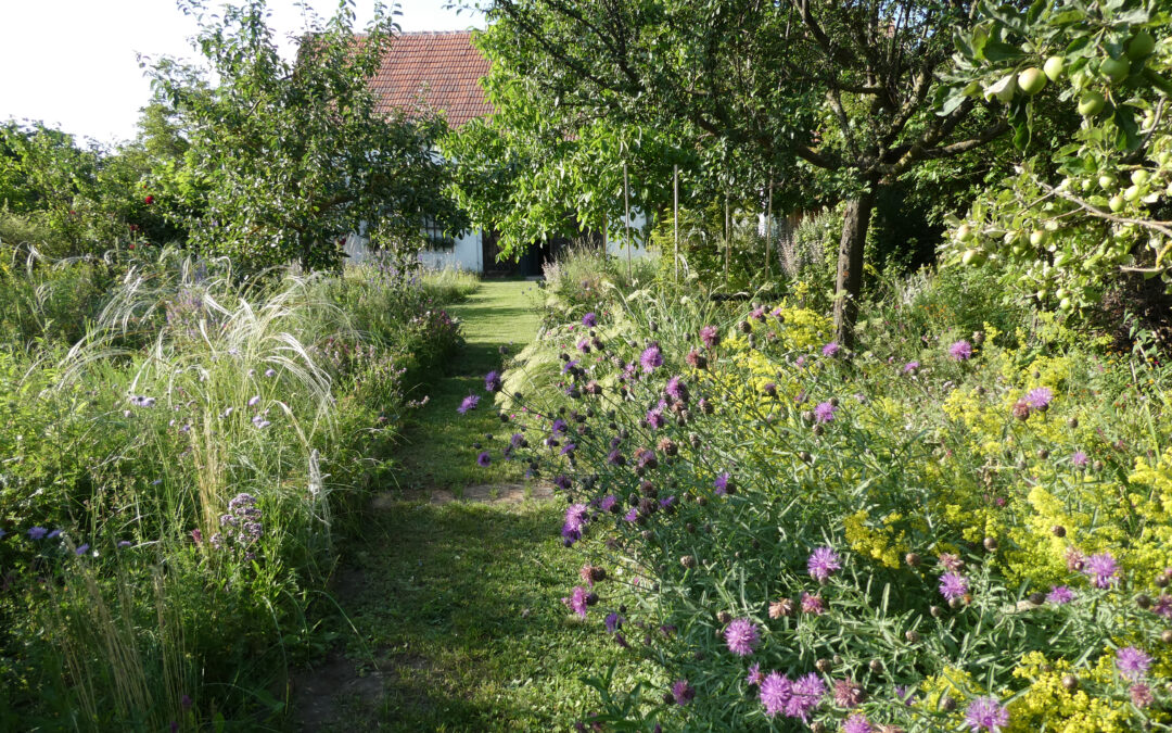 Schön & Wild – Mein insektenfreundlicher Blumengarten