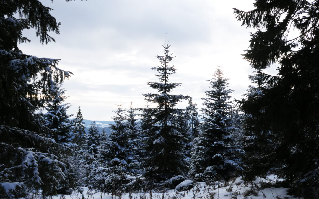 Winter im steirischen Joglland