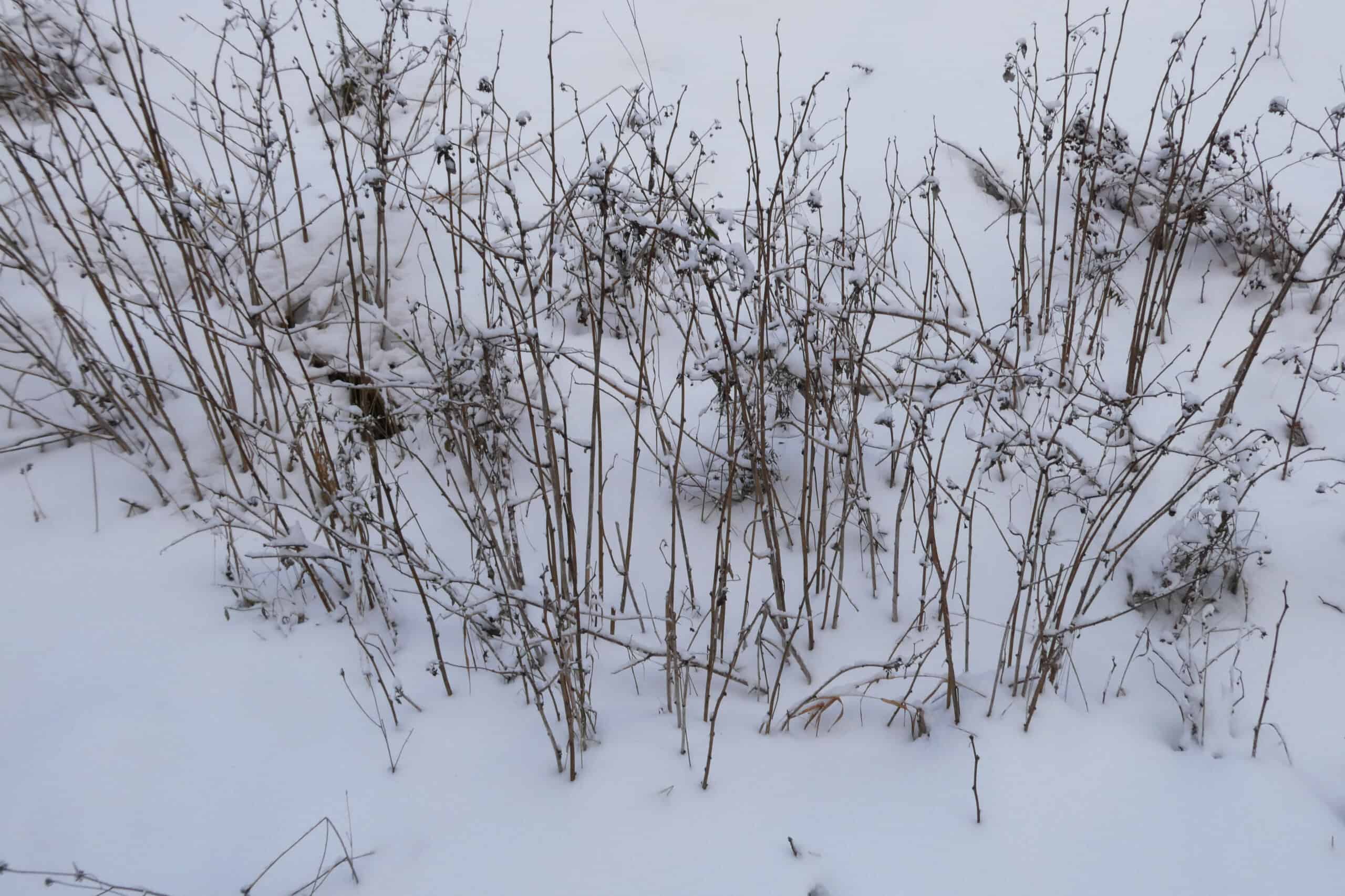 dürre Kräuter im Schnee