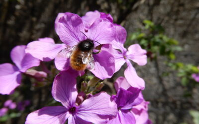 Die Gehörnte Mauerbiene – Portrait eines kleinen Hautflüglers