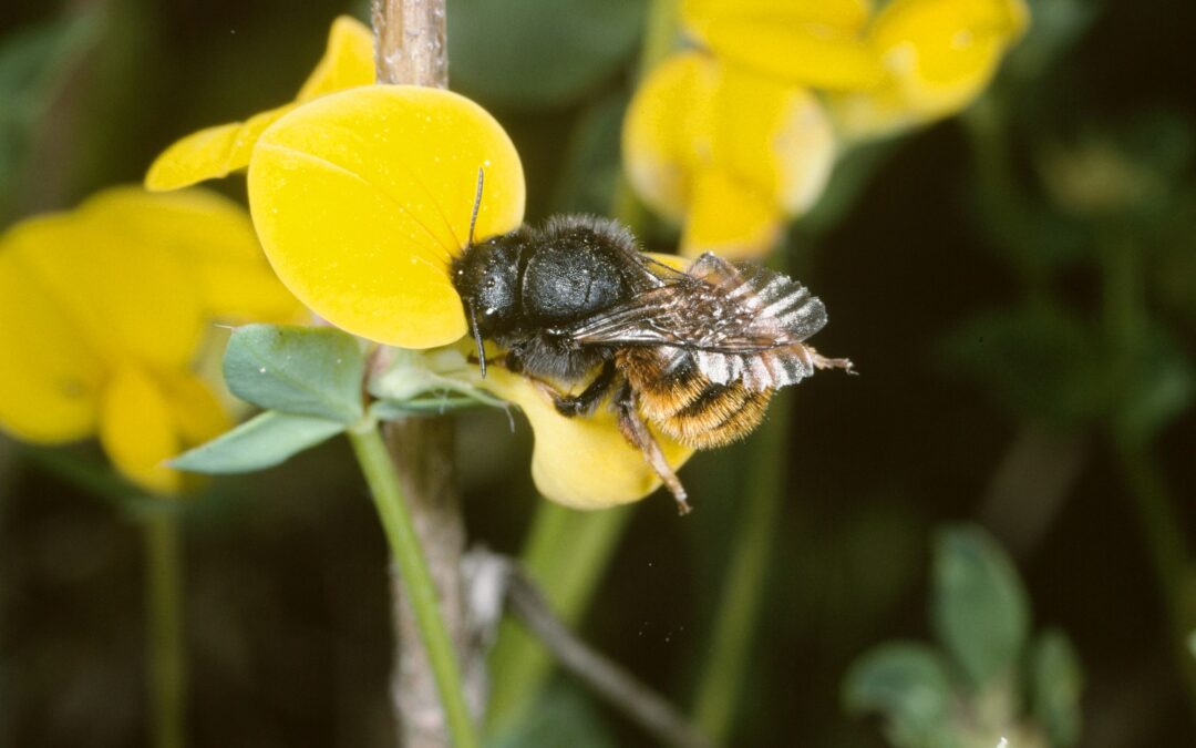 „Wildbienen sind beeindruckend!“