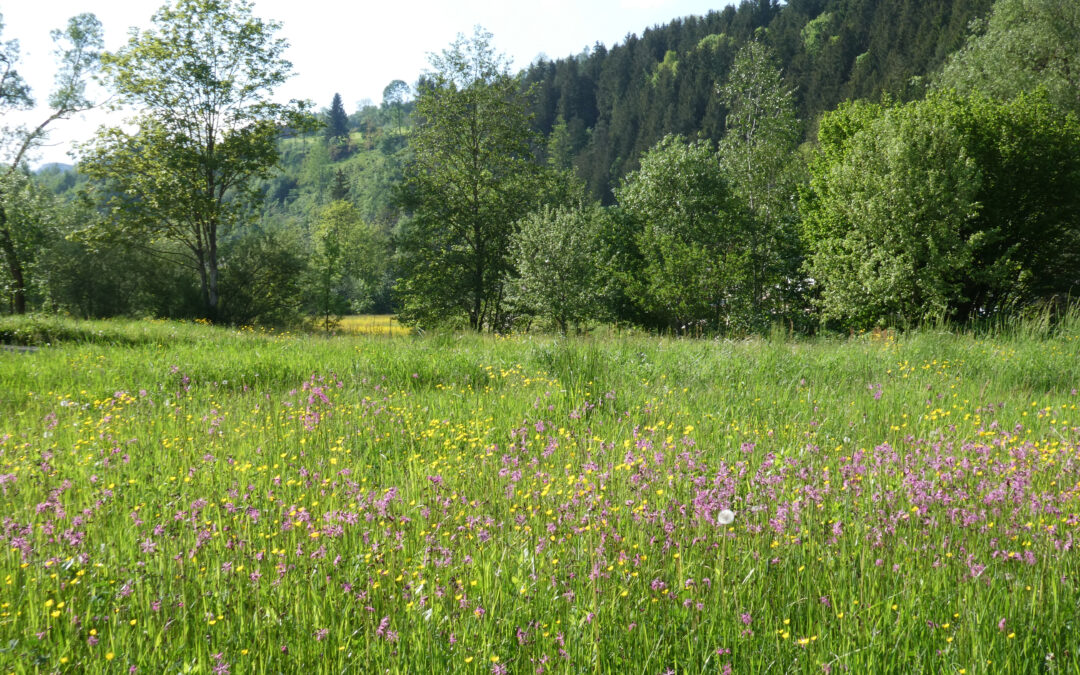 Wiese und Saum – Blütentraum und Lebensraum