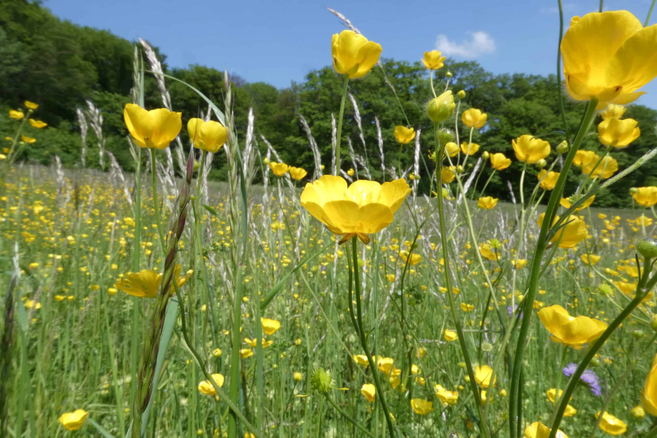 Ranunculus sp_Ansicht