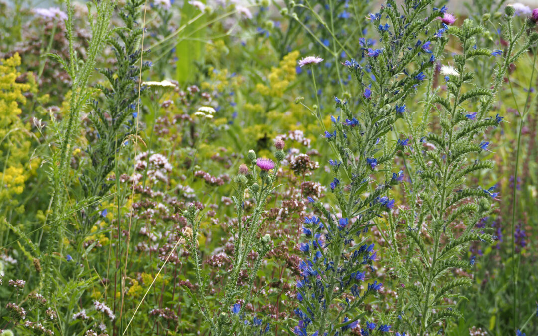 Ruderalvegetation – blütenreich und bunt