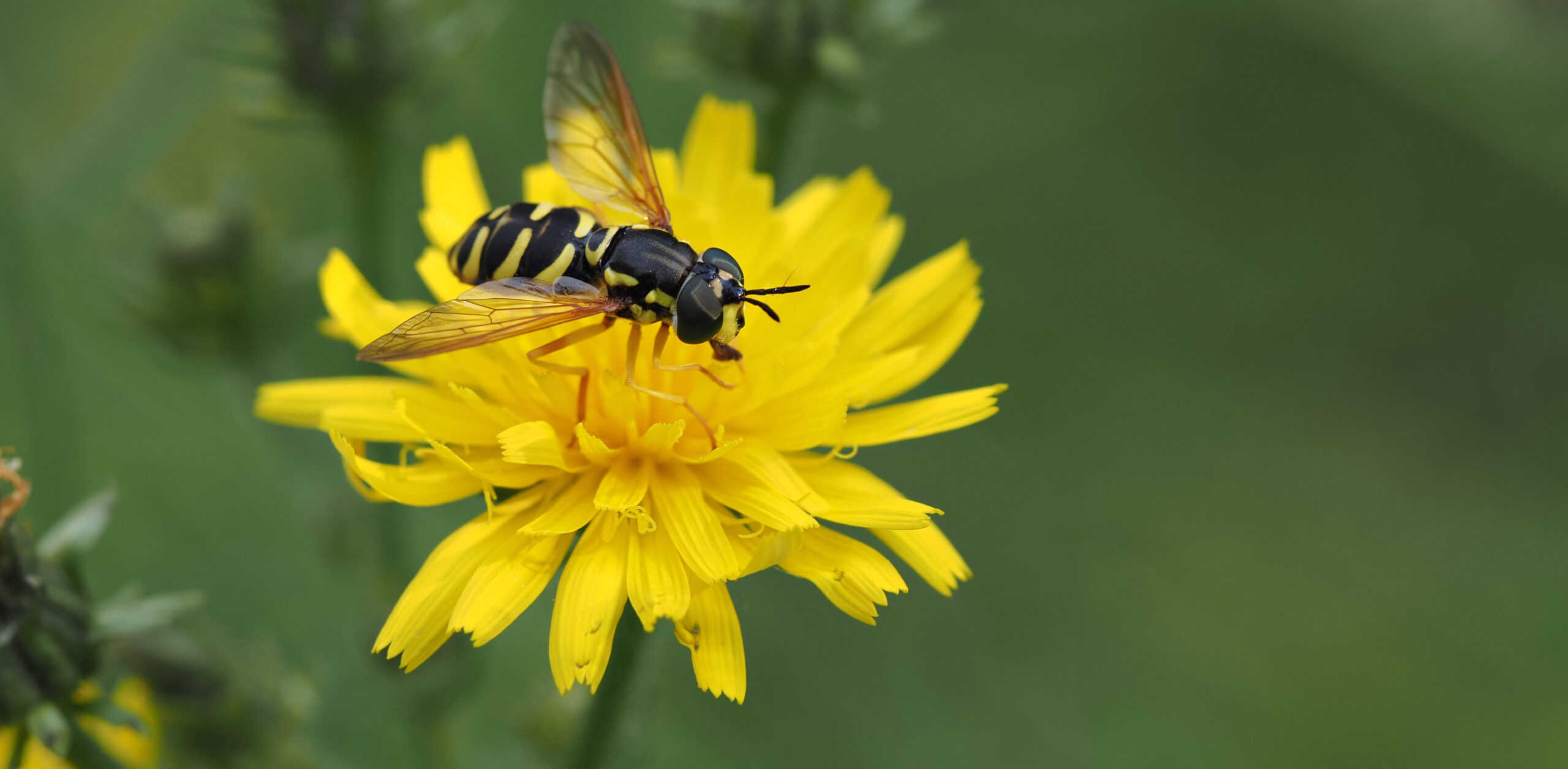 Schwebfliege