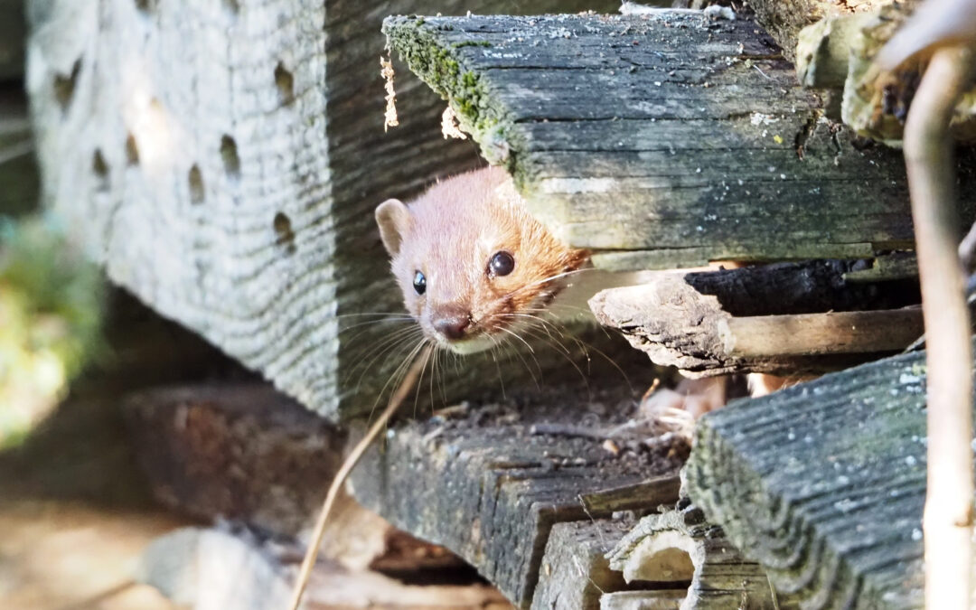 Hermelin – quirliger Mäusevertilger