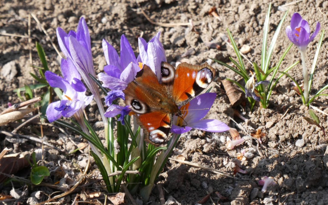 2023 – Mein Jahr der Biodiversität