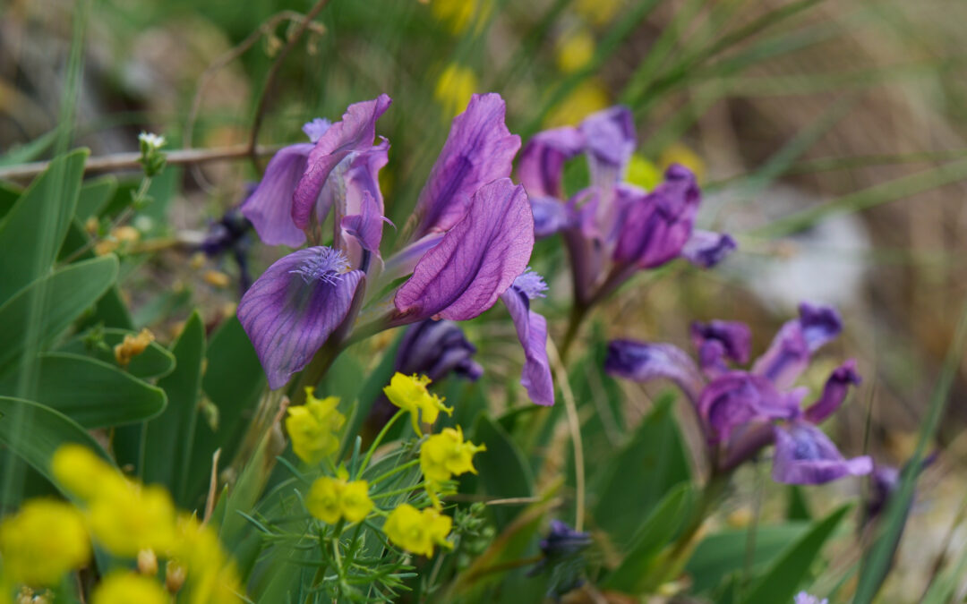 Floristisches Kleinod: die  Zwerg-Schwertlilie